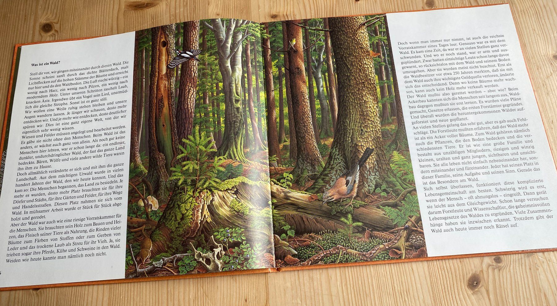 Livres: Irmgard Lucht: die Wald-Uhr – D'occasion à Weinfelden par Cheyenne21 2