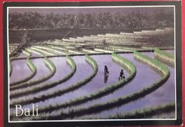 Bali Reisterrassen 1993