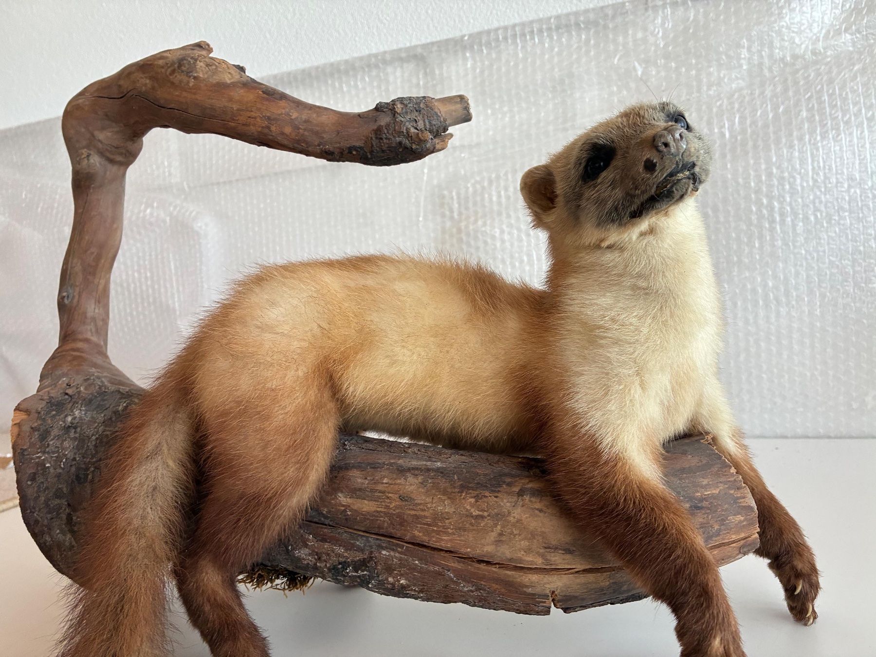 Il mondo degli animali: Iltis auf geschwungene Wurzel – Usato da Bäretswil venduto da robsonantik 1