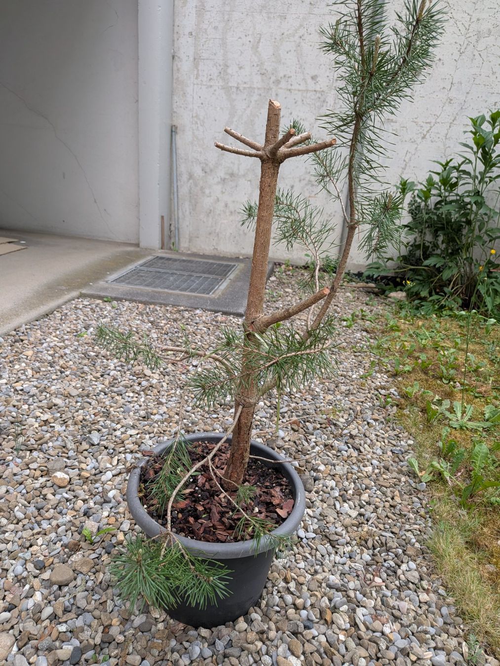 Pflanzen & Samen: Bonsai Rohmaterial: Schwarzkiefer – Gebraucht aus Bern von Hydrom 2