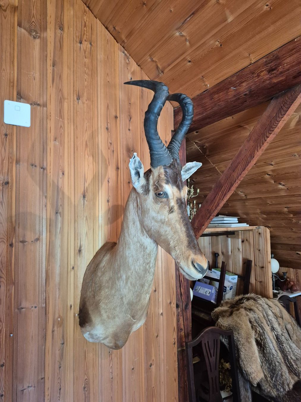 Il mondo degli animali: Trophée de chasse bubale roux / Kuhantilope Jagdtrophäe – Usato da Treyvaux venduto da Kbh2000 4