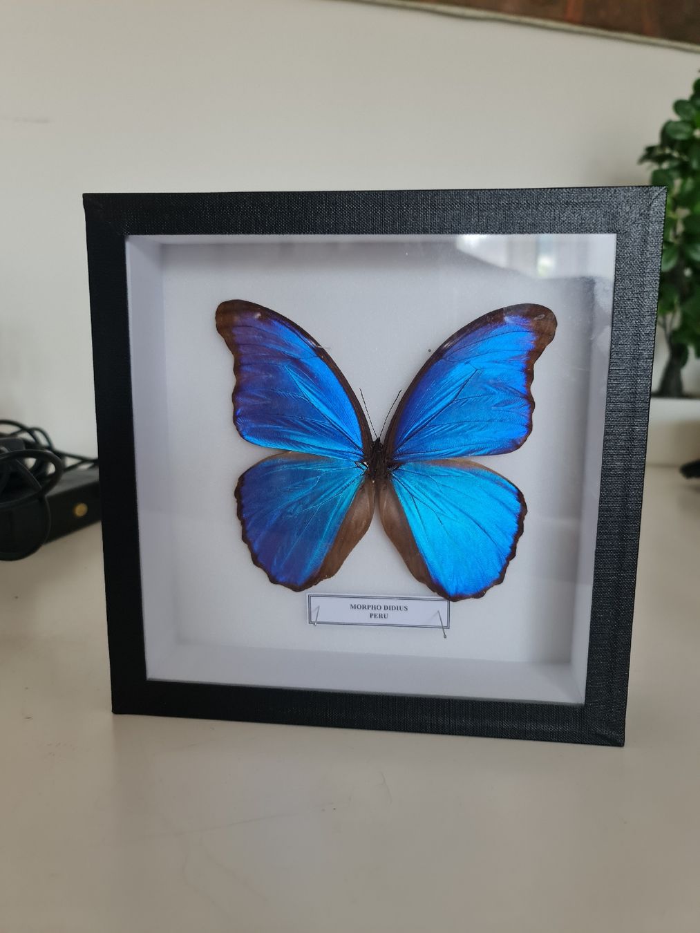 Tutte le decorazioni: Framed Morpho Butterfly Display 🦋 – Nuovo (secondo la descrizione) da Zürich venduto da MartiniusX 1
