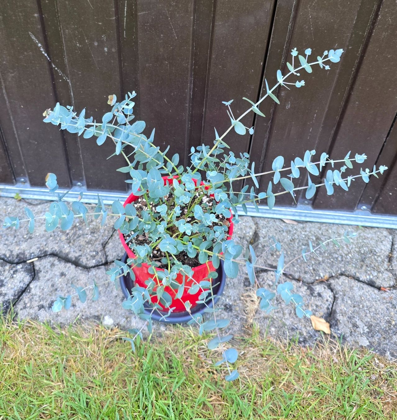 Pflanzen & Samen: kleiner Eukalyptus – Gebraucht aus Aarburg von popkorn65 2