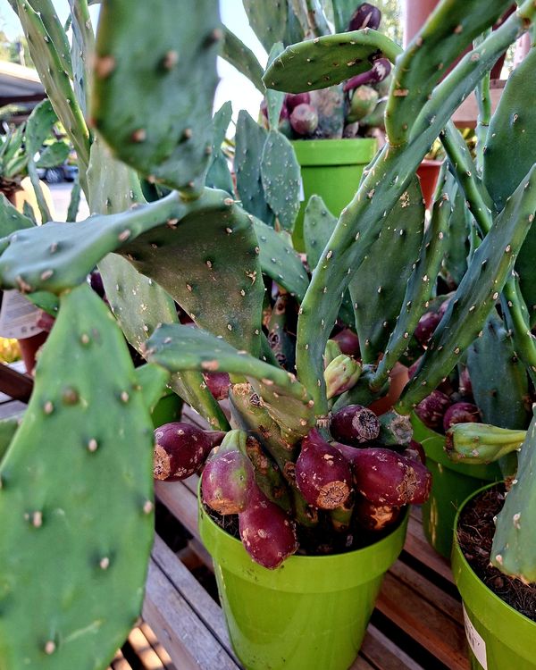 hemd kaktus hemd cactus khaki – ettics main image 1