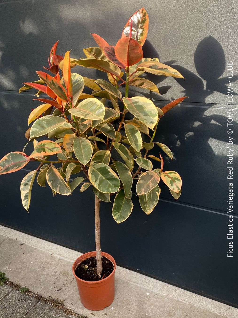 Piante & sementi: Ficus Elastica Variegata Red Ruby - rund 140cm Bäumchen – Nuovo e nell'imballaggio originale da Adliswil venduto da TAKEYOURPLANT 7