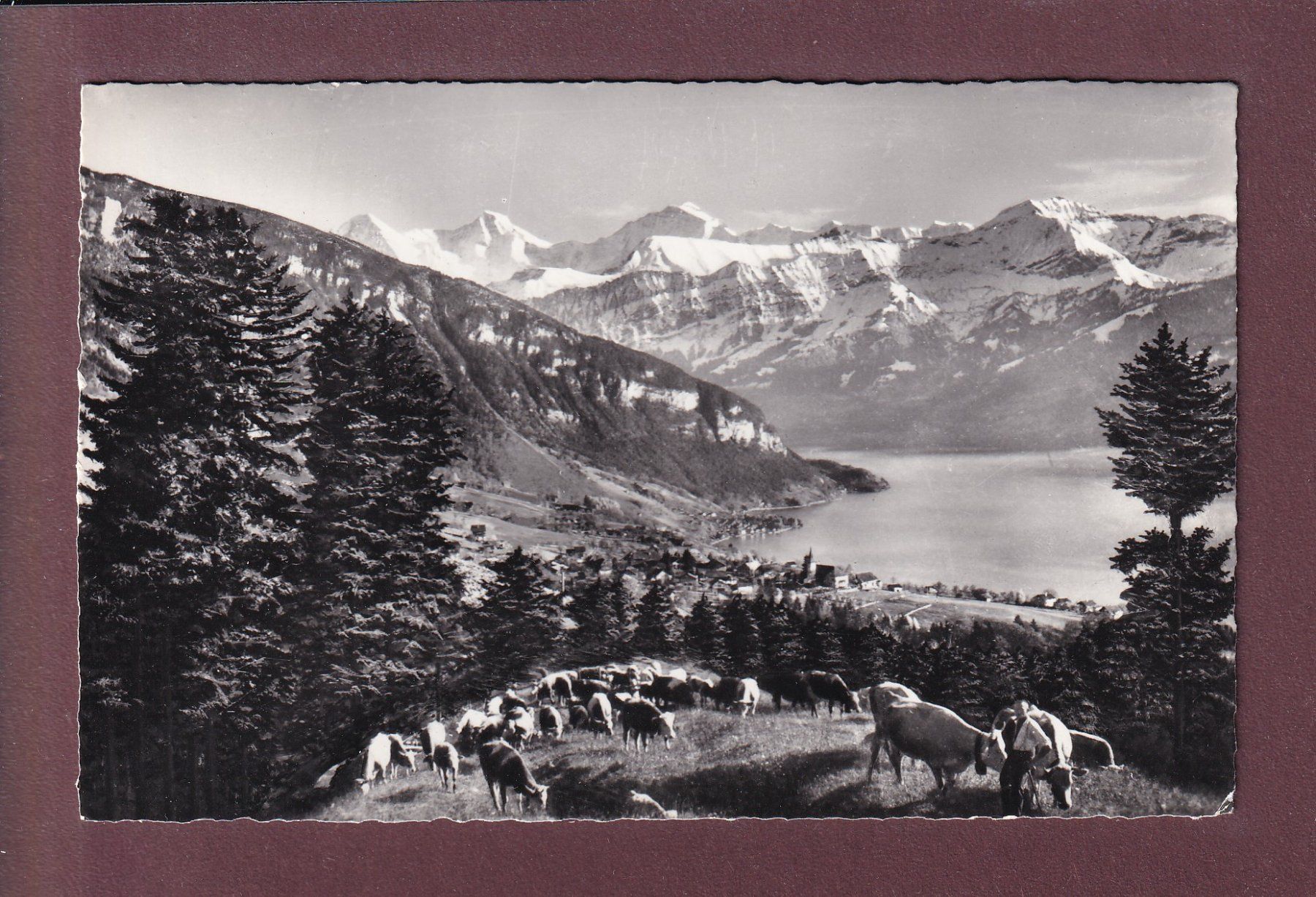 Cartes postales: SIGRISWIL - Kühe - 1963 – D'occasion à Pully par nicecards