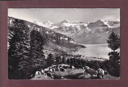 SIGRISWIL - Kühe - 1963
