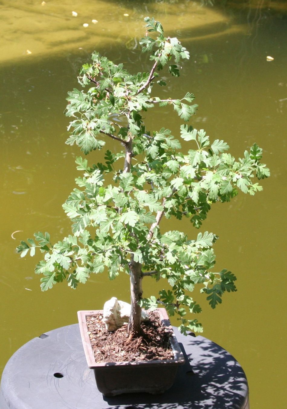 Pflanzen & Samen: BONSAI  -  Eingriffiger Weissdorn – Gebraucht aus Gretzenbach von Sikim 1