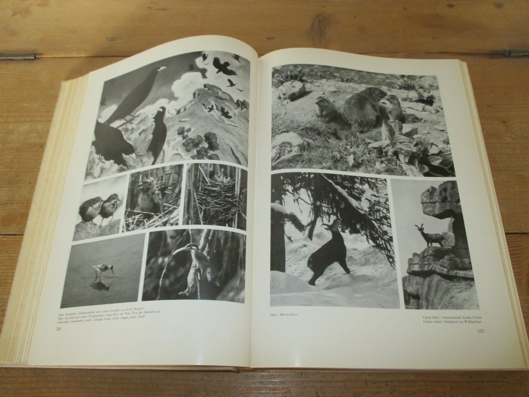 Libri: Die Schweiz mein Land 1939 – Usato da Flims - Dorf venduto da Stagediver 5