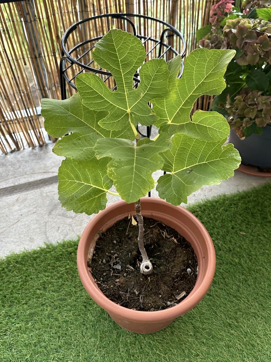 Plantes & graines: Feige winterhart top  – D'occasion à Bern par Ruhrallee 1