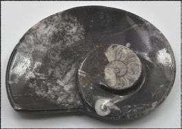 Orthocera Fossil Schlüsselschale oder Schmuckschale