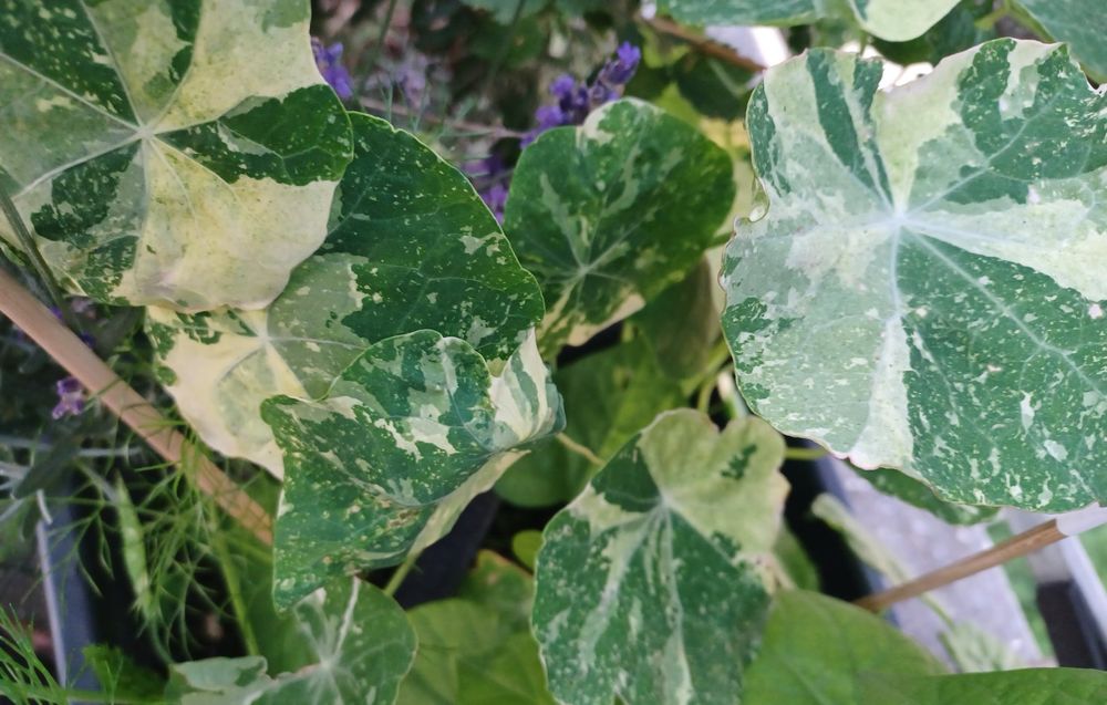 pink variegata Begonia Maculata Pink Variegata High Variegata – Harmony Plants main image 0