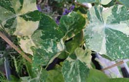 Samen Kapuzinerkresse Variegated 5Stk.