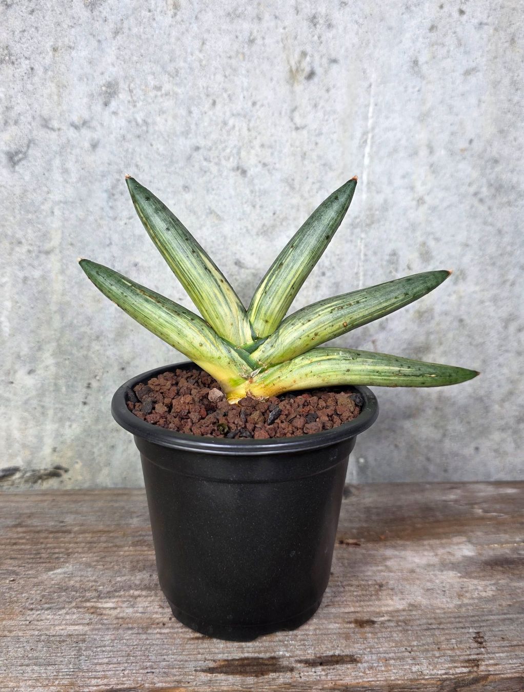 Piante & sementi: Sansevieria Boncel Variegata – Usato da St.Erhard venduto da Plumilandschweiz