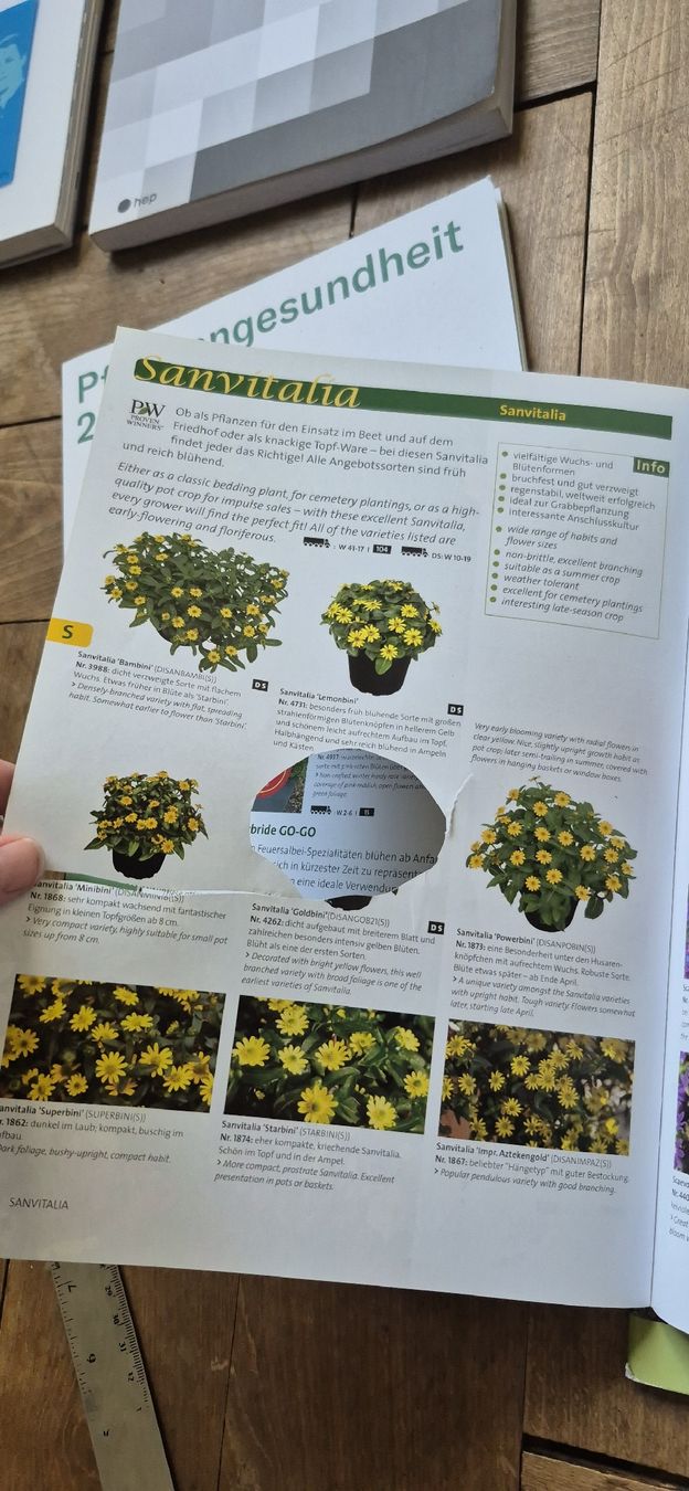 Libri: Kientzler Garten '24 Katalog – Usato da Luzern venduto da 365mal 5