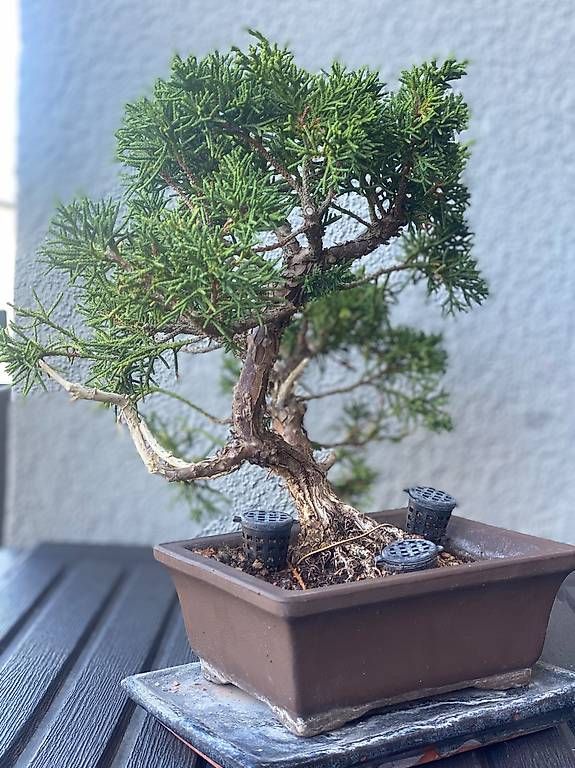 Pflanzen & Samen: Bonsai Wacholder – Gebraucht aus Aarau Rohr von Sergiomendez 1