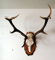 Hirsch Rothirsch Kronengeweih Geweih Trophäe