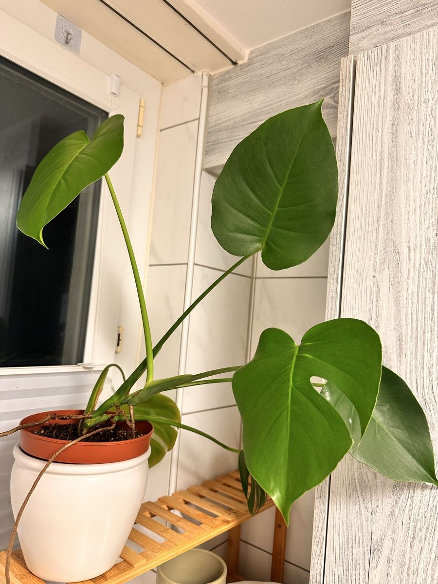 Piante & sementi: Junge, gesunde Monstera Zimmerpflanze – Nuovo e nell'imballaggio originale da Wil SG venduto da Kardii