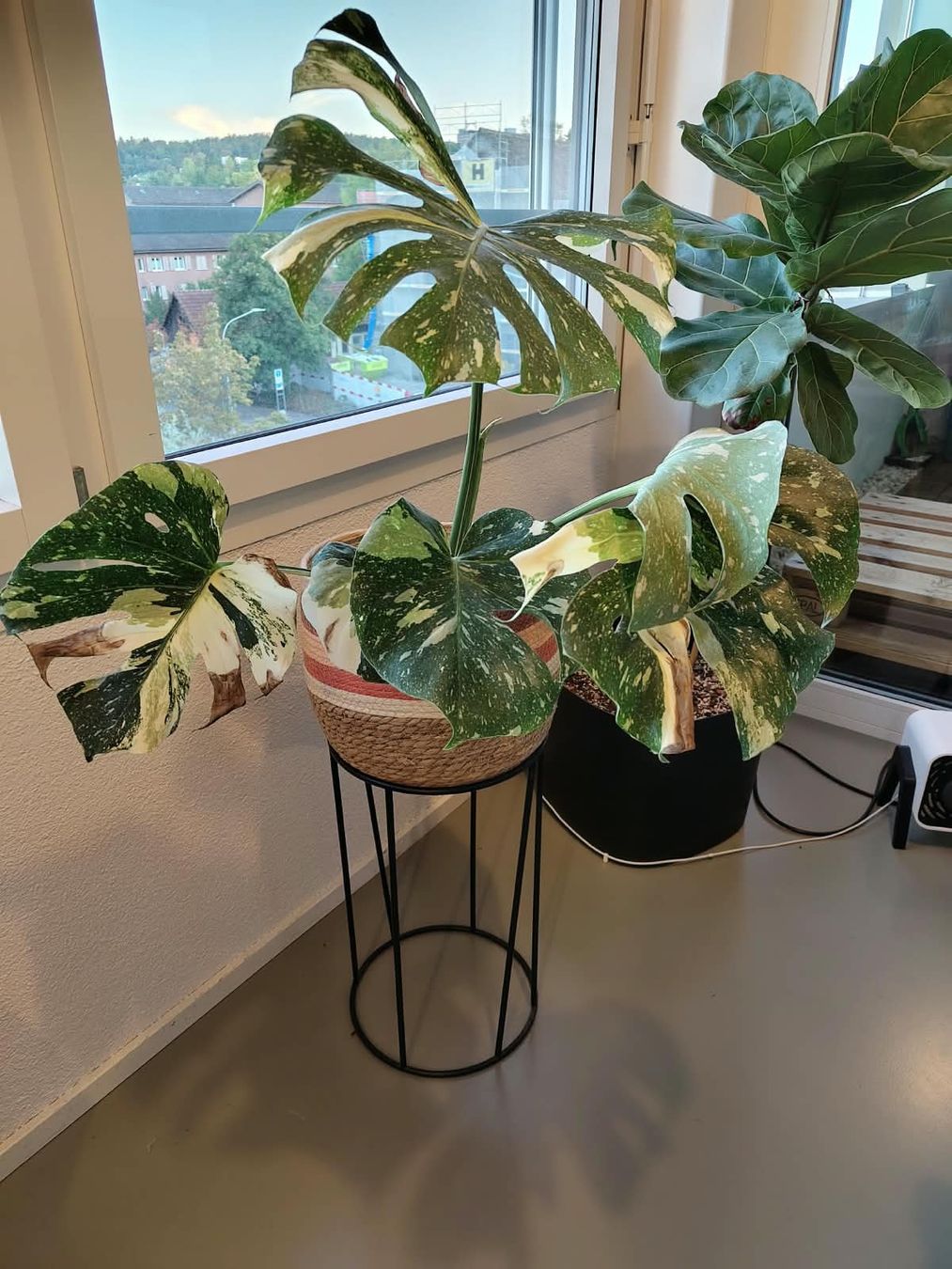 Pflanzen & Samen: Monstera Thai Constellation – Gebraucht aus Zürich von cla_hz6t 1