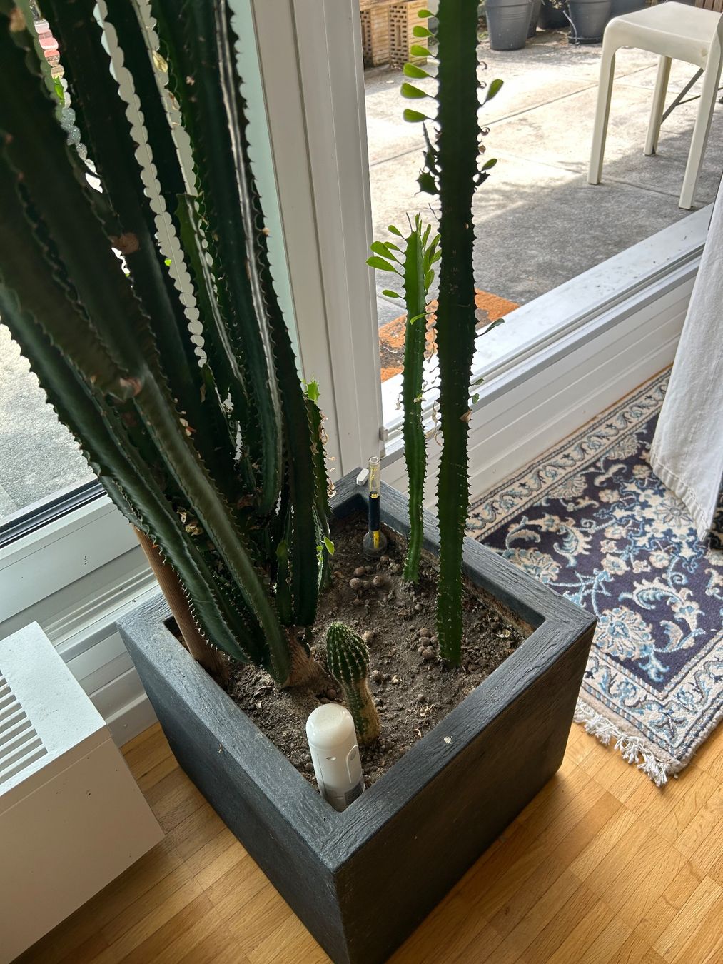 Plantes & graines: Kaktus – D'occasion à Luzern par giv_tmj8 2