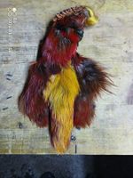Für Fliegenbinder Goldfasan ganz Top-Selten Günstig !