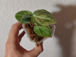 Philodendron melanochrysum variegata