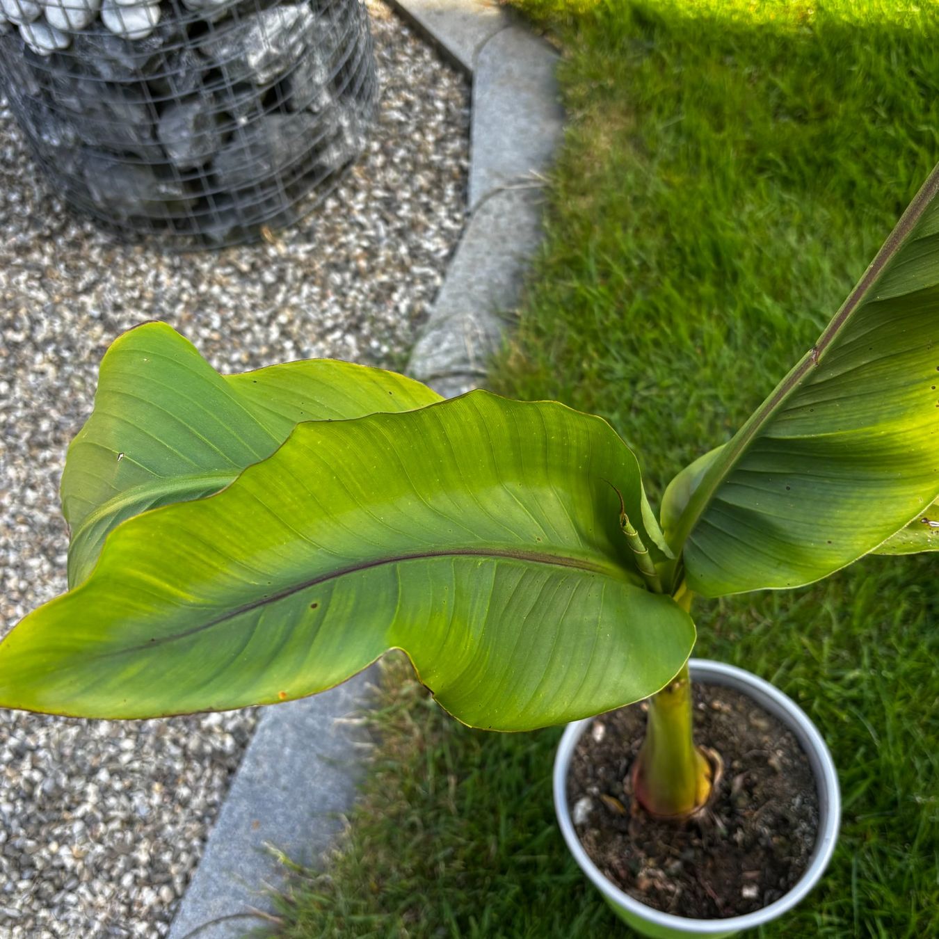Piante & sementi: Robuster Bananenbaum selbst gezogen. 70cm hoch. Top Sorte. – Usato da Schötz venduto da Bintje20 1