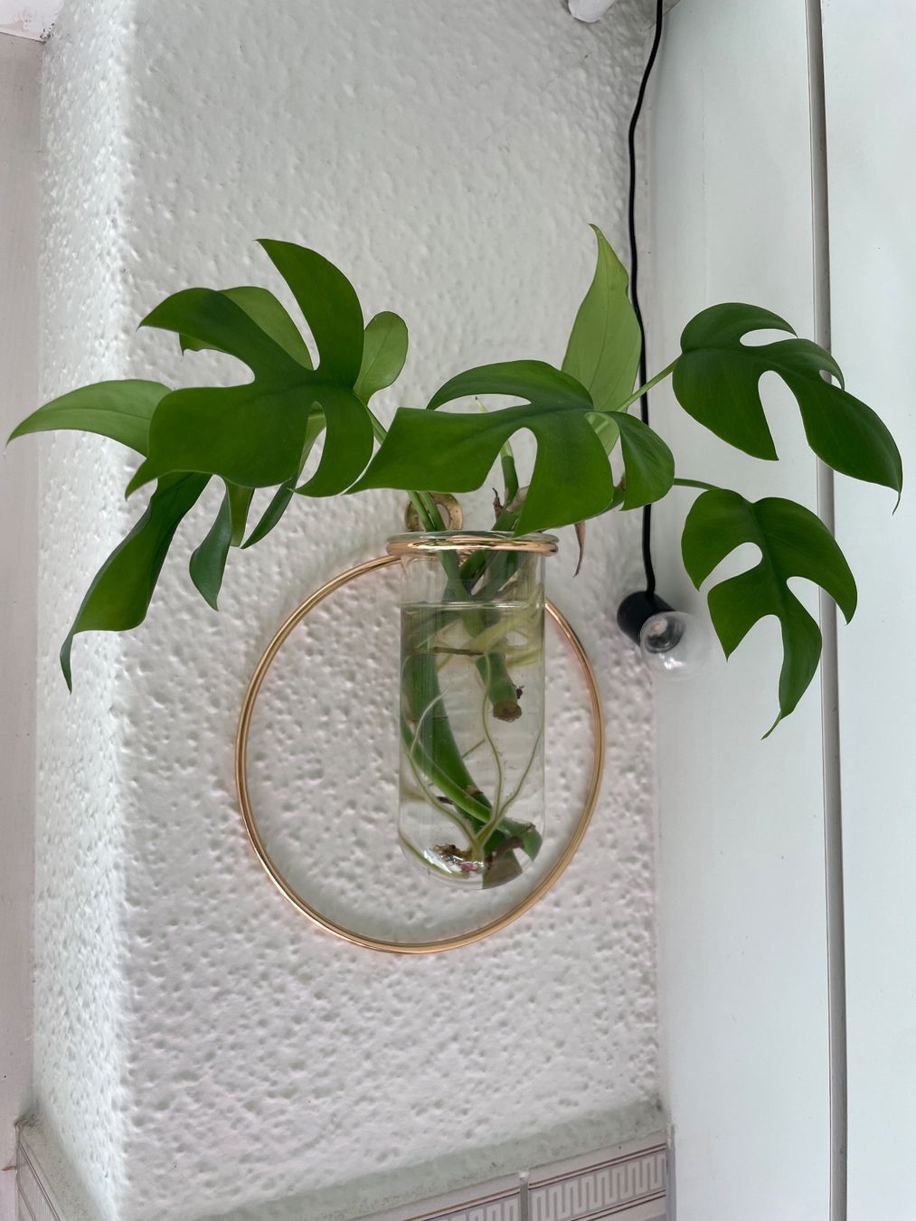 philodendron hastatum pflege Philodendron hastatum Silver Sword — Ecuagenera Europe GmbH main image 1