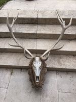 Kapitale Rothirsch-Trophäe, schädelecht, auf handgeschnitzte