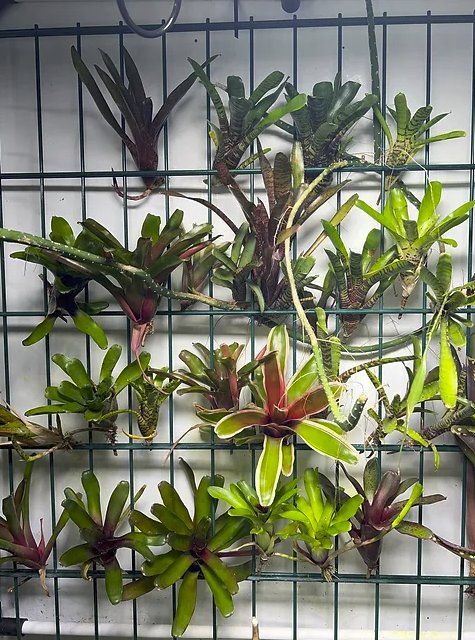 Piante & sementi: Bromelien Mix – Nuovo (secondo la descrizione) da Kriessern venduto da greenhellexoticsch 2