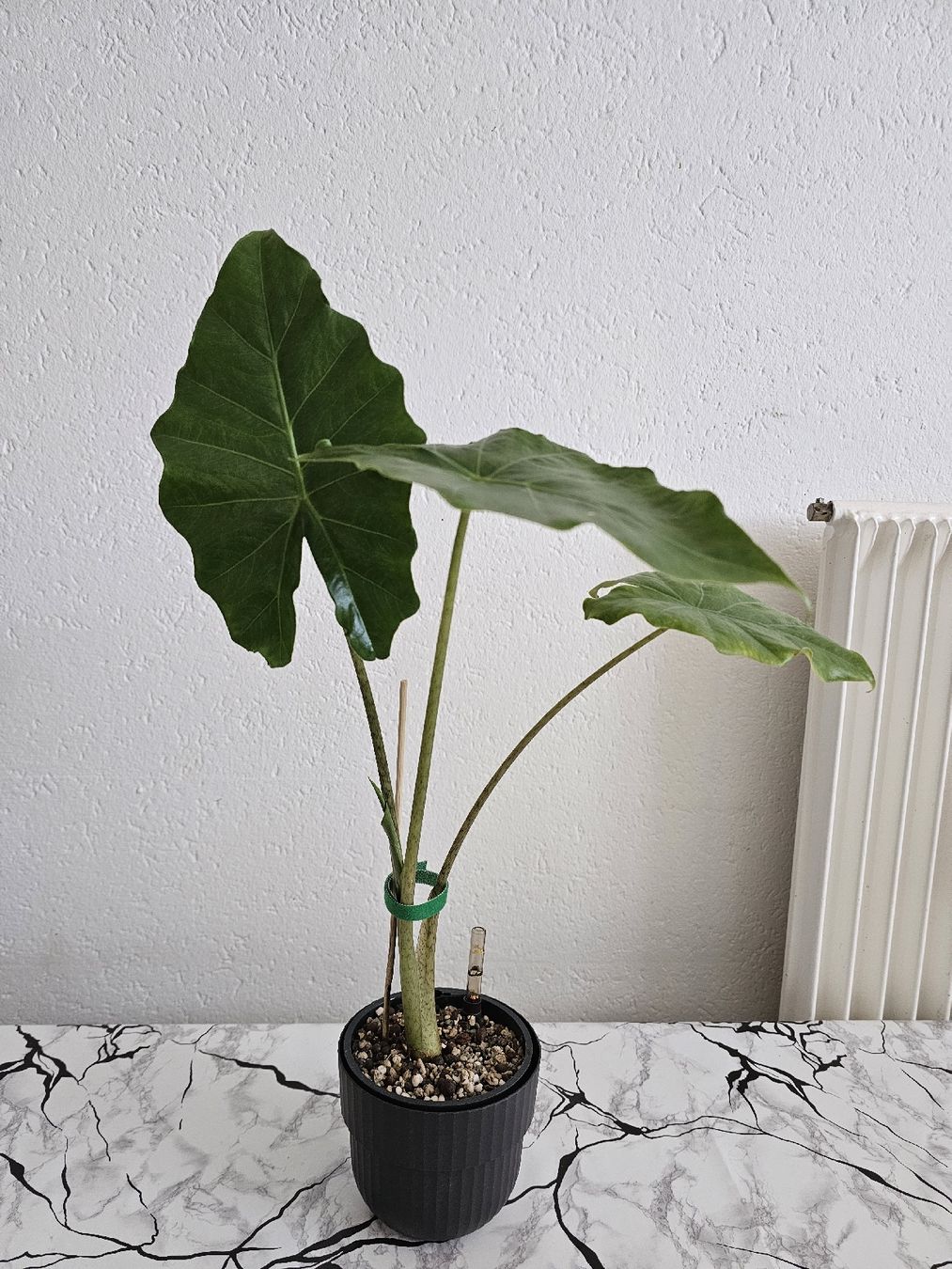 Piante & sementi: Alocasia Portodora  – Nuovo (secondo la descrizione) da Utzenstorf venduto da Dac_mk 1