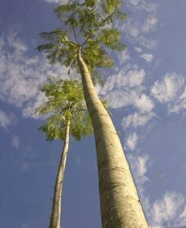 Piante & sementi: Schizolobium amazonicum TRES RARE – Nuovo (secondo la descrizione) da Bremblens venduto da FIBONACCI369 4