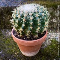 ECHINOCACTUS GRUSONII BREVISPINUM für Deine Kakteen-Sammlung