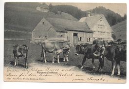 APPENZELL Appenzellerhaus, Landwirtschaft, Kühe