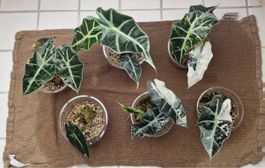 Alocasia Pink Polly 🌱