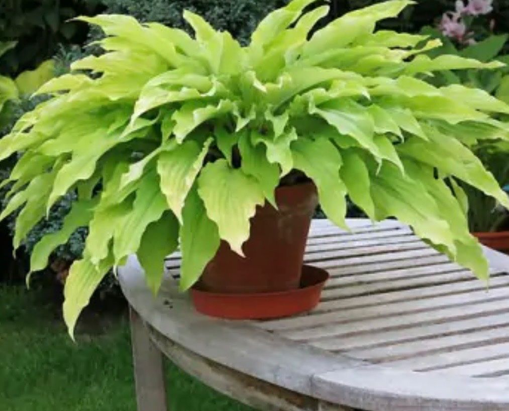 Plantes & graines: Hosta Yellow Waves – D'occasion à Lajoux JU par Briard0 2