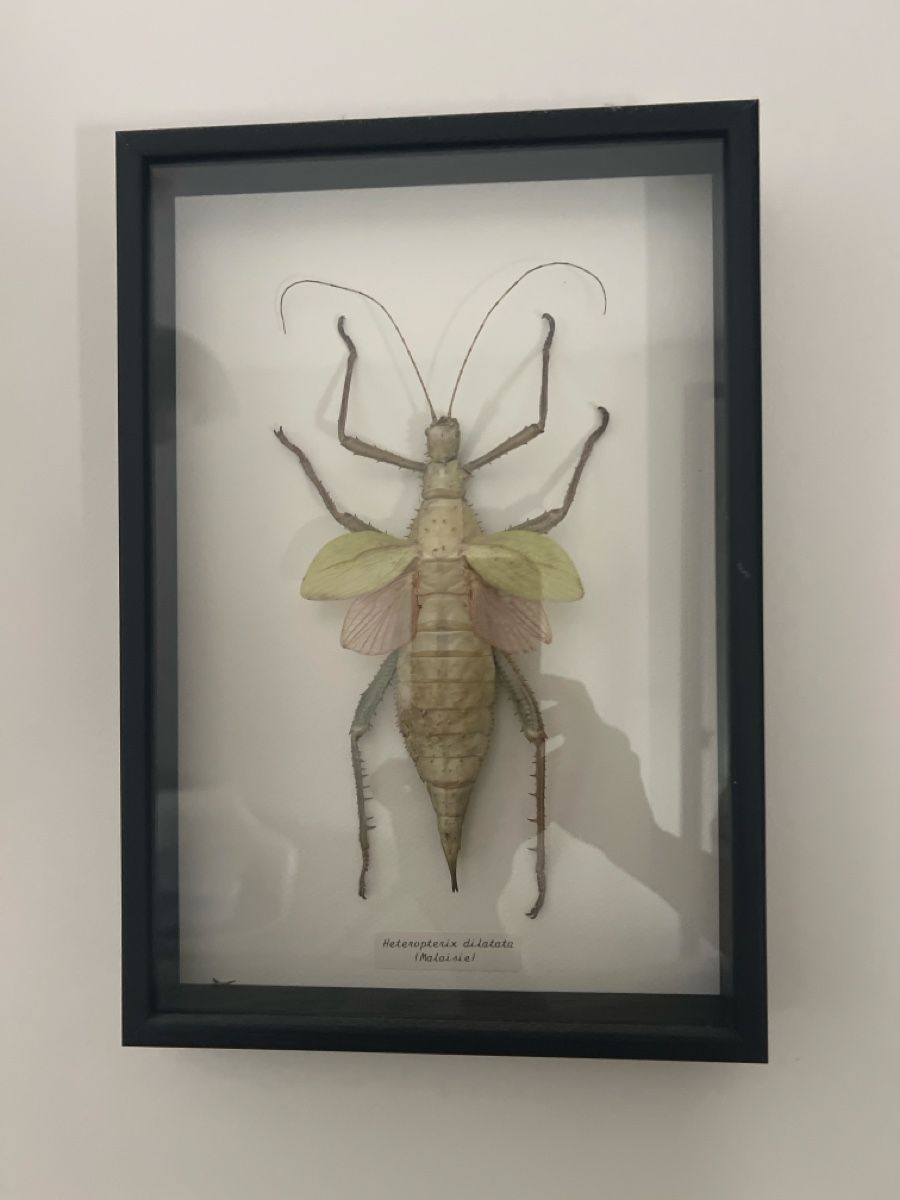 Alle Dekorationen: Framed Insect Specimen Heteropteryx dilatata – Gebraucht aus Luzern von TIsabel