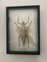 Framed Insect Specimen Heteropteryx dilatata