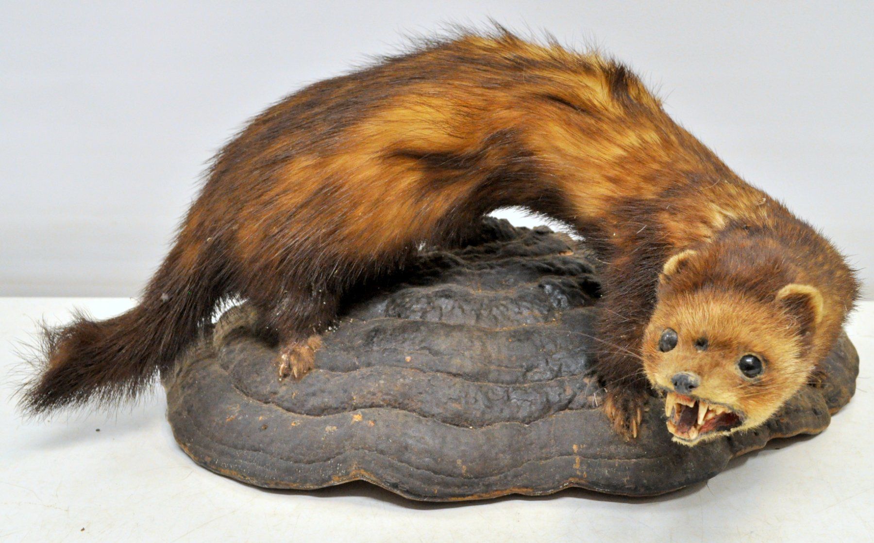 Welt der Tiere: Putois naturalisé – Gebraucht aus Neuchâtel von Neuchatel 3