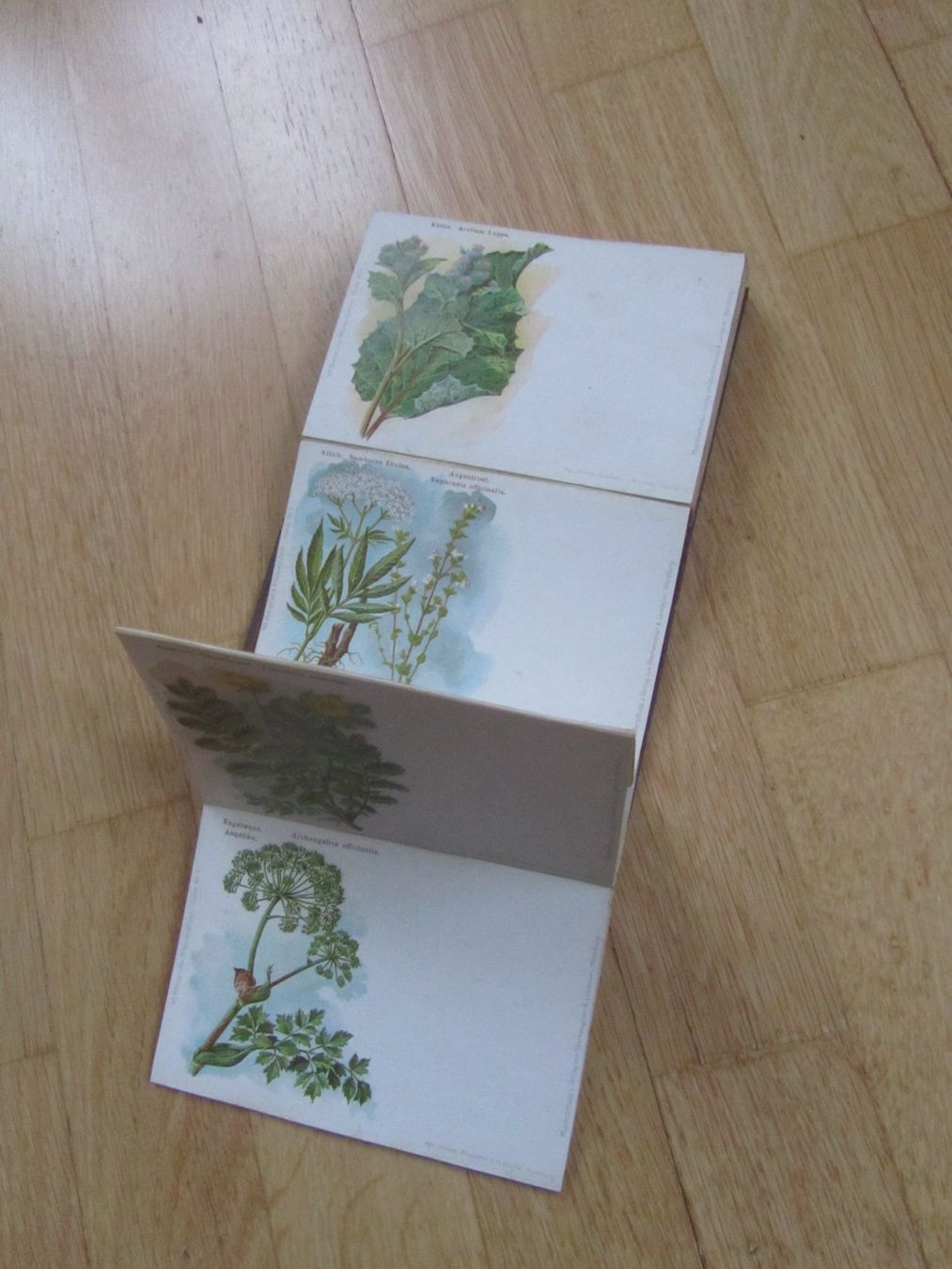 Libri: Kneipp sche Pflanzenbilder – Usato da Seengen venduto da mikelele 2
