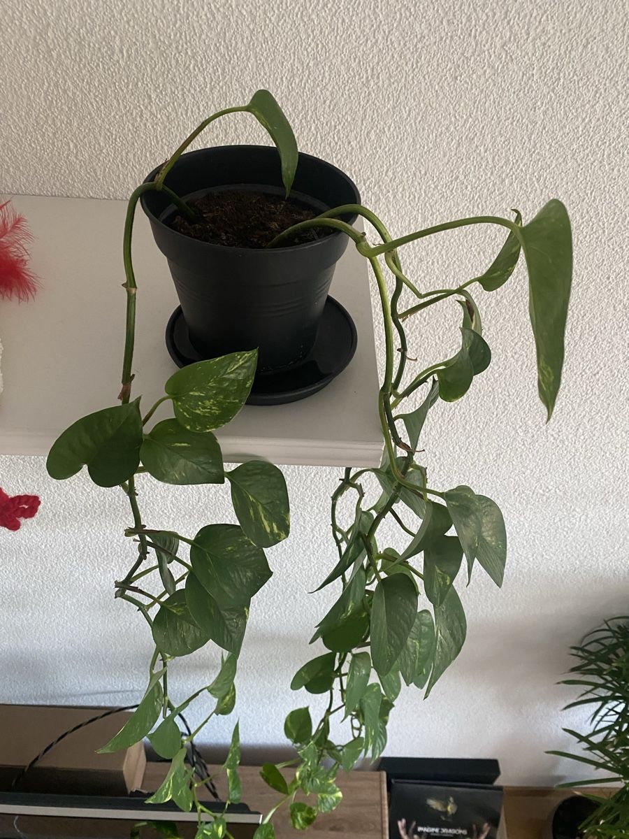 Piante & sementi: Epipremnum aureum Stecklinge (2.0) – Nuovo (secondo la descrizione) da Bern venduto da giuanna 1