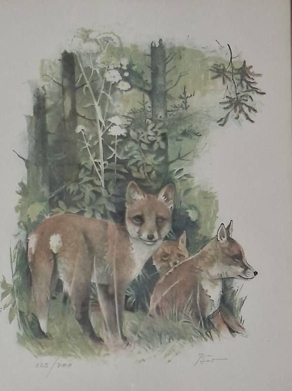 Foto & Immagini: Fuchsfamilie von Willy Bär – Usato da Wabern venduto da amo_pp26 1