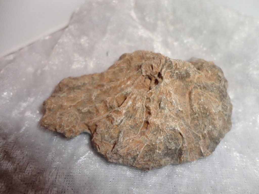 Mineralien & Heilsteine: Versteinerte Koralle – Neu (gemäss Beschreibung) aus Biberist von Steine 2