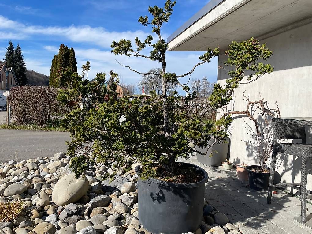 Pflanzen & Samen:  Eindrücklicher Solitärbaum / Rohling / Bonsai – Gebraucht aus Mosen von Philipp2025