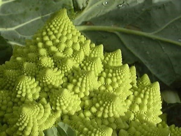 Piante & sementi: CHOU FLEUR ROMANESCO  100g – Nuovo (secondo la descrizione) da Bremblens venduto da FIBONACCI369 2
