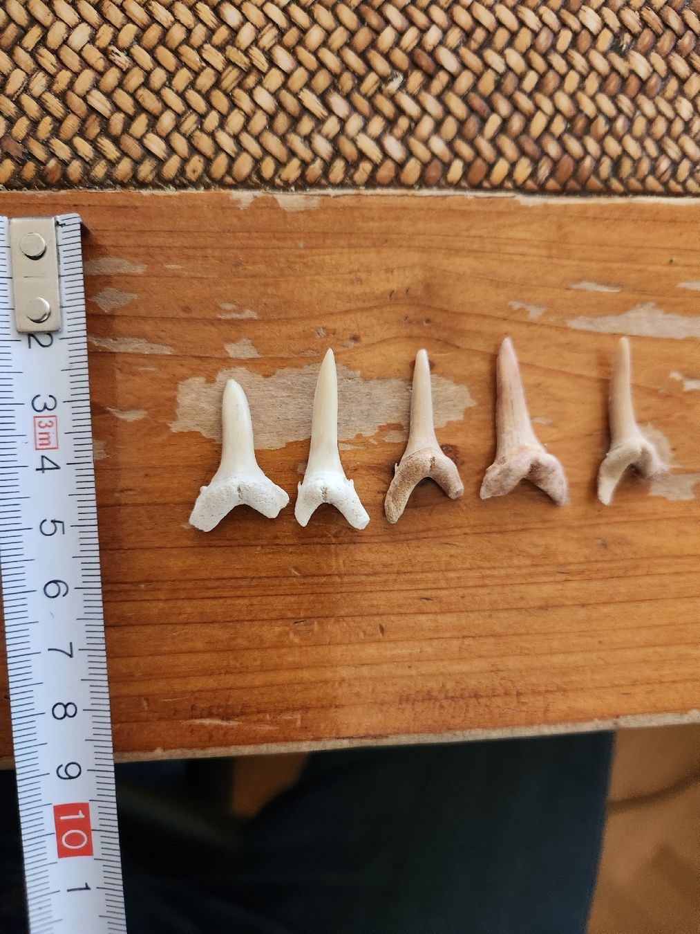 Fossili: Lot de 5 Dents de requin – Usato da Territet venduto da Cenh 3