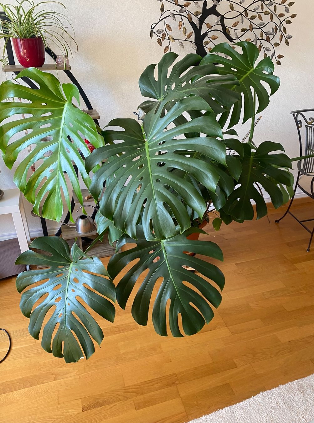 Piante & sementi: Grosse Monstera – Usato da Zürich venduto da kat_vd2b