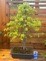 Bonsai Hainbuche ca. 25 Jahre alt