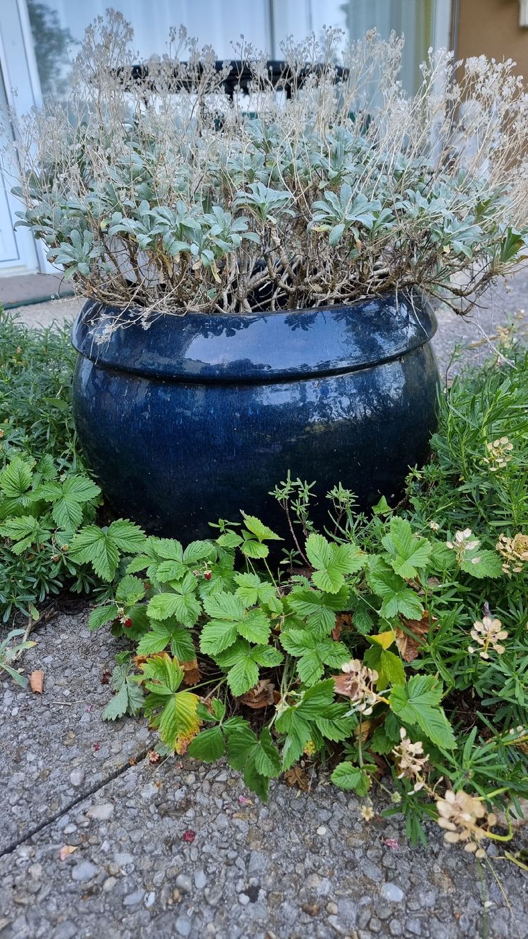 Vasi per fiori: Blumentopf Keramik dunkelblau – Usato da Twann venduto da MW51 1