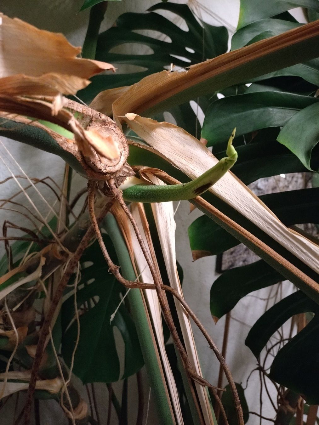 Pflanzen & Samen: Monster Monstera – Gebraucht aus Münchenstein von turteltaub 3